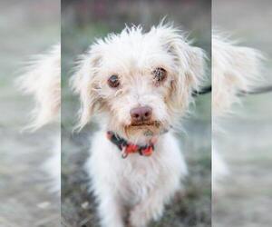 Nortese Dogs for adoption in El Cajon, CA, USA