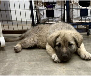 Anatolian Shepherd-Golden Retriever Mix Dogs for adoption in Cave Creek, AZ, USA
