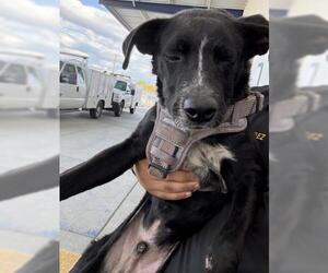 Collie Dogs for adoption in Bakersfield, CA, USA