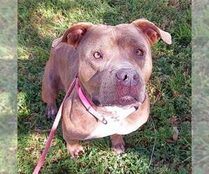 American Staffordshire Terrier Dogs for adoption in Fort Lauderdale, FL, USA