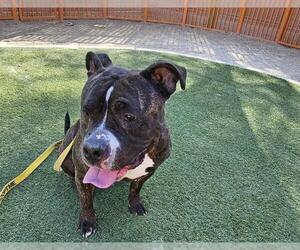 American Pit Bull Terrier-Unknown Mix Dogs for adoption in Las Vegas, NV, USA