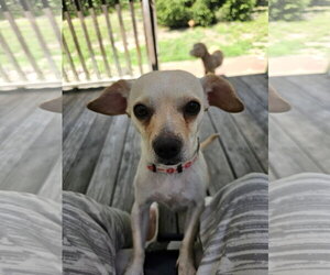 Chiweenie Dogs for adoption in Jackson, NJ, USA