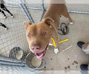American Pit Bull Terrier Dogs for adoption in Bakersfield, CA, USA