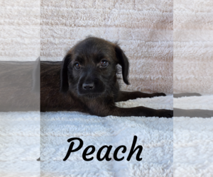 Mutt Dogs for adoption in Phelan, CA, USA
