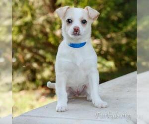 Jack Russell Terrier Dogs for adoption in Cumming, GA, USA