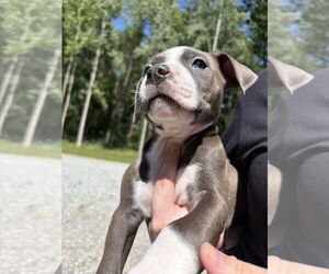 American Pit Bull Terrier-Unknown Mix Dogs for adoption in Holly Springs, NC, USA
