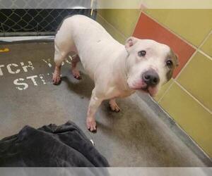 American Pit Bull Terrier Dogs for adoption in Redwood City, CA, USA