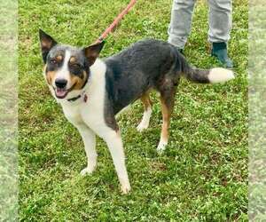 Mutt Dogs for adoption in Abbeville, LA, USA