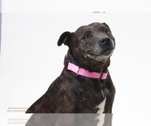 Staffordshire Bull Terrier Dogs for adoption in Santa Cruz, CA, USA
