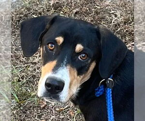 Mutt Dogs for adoption in Tarboro, NC, USA