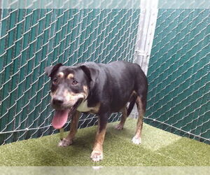 German Shepherd Dog Dogs for adoption in Downey, CA, USA