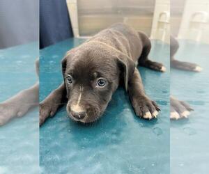 Catahoula Leopard Dog-Labrador Retriever Mix Dogs for adoption in Mobile, AL, USA
