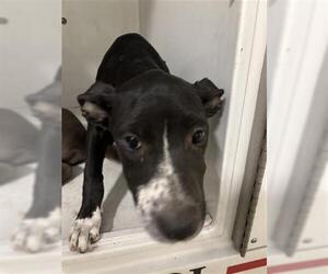 Labrador Retriever Dogs for adoption in Houston, TX, USA