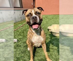 Bullboxer Pit Dogs for adoption in San Francisco, CA, USA