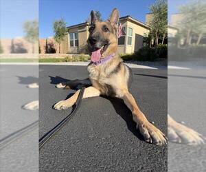 German Shepherd Dog-Unknown Mix Dogs for adoption in Las Vegas, NV, USA