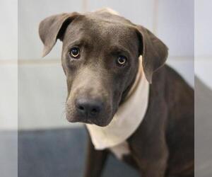 American Staffordshire Terrier-Unknown Mix Dogs for adoption in San Antonio, TX, USA