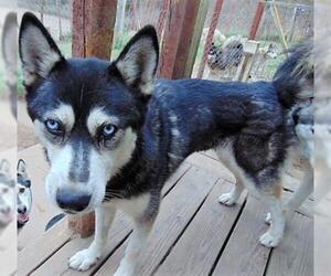 Alaskan Klee Kai Dogs for adoption in Pacific grove , CA, USA