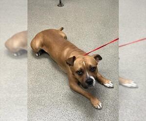 Mutt Dogs for adoption in Las Vegas, NV, USA