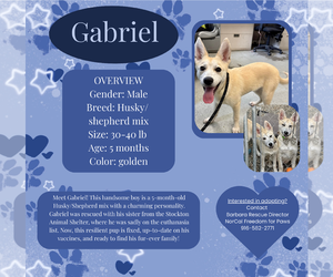Huskies -Unknown Mix Dogs for adoption in Rancho Cordova, CA, USA