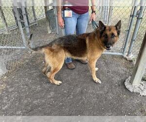 German Shepherd Dog-Unknown Mix Dogs for adoption in Corpus Christi, TX, USA