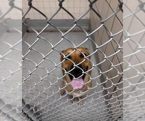 German Shepherd Dog-Unknown Mix Dogs for adoption in Pasadena, TX, USA