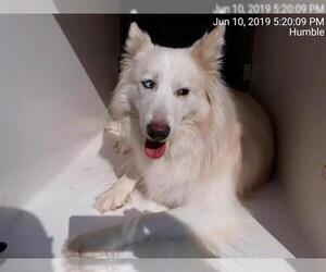 American Eskimo Dog Dogs for adoption in Houston, TX, USA