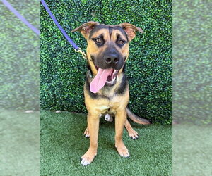 German Shepherd Dog-Unknown Mix Dogs for adoption in Naples, FL, USA