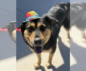 Rottweiler-Unknown Mix Dogs for adoption in Elk Grove, CA, USA