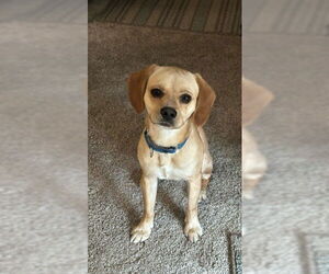 Mutt Dogs for adoption in Philadelphia, PA, USA
