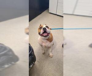 American Bulldog-Unknown Mix Dogs for adoption in Saginaw, MI, USA