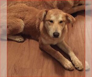 Medium Photo #1 Alaskan Husky-Labrador Retriever Mix Puppy For Sale in Dallas, TX, USA