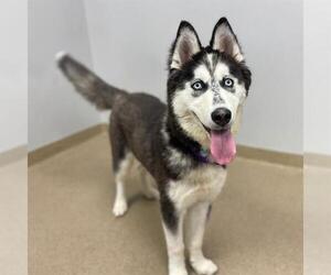 Siberian Husky Dogs for adoption in Aurora, CO, USA