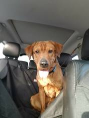 Medium Photo #1 Labrador Retriever-Mountain Cur Mix Puppy For Sale in Lewistown, PA, USA