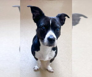 Labbe Dogs for adoption in Derwood, MD, USA