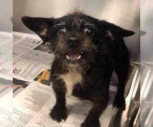 Rat Terrier Dogs for adoption in Dallas, TX, USA