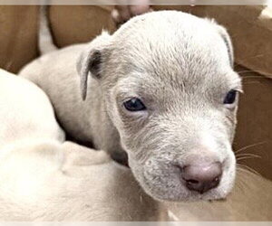 Mutt Dogs for adoption in Houston, TX, USA