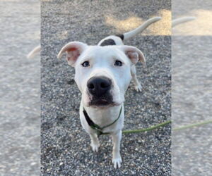 American Pit Bull Terrier-Unknown Mix Dogs for adoption in Palmetto, FL, USA