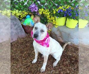 Mutt Dogs for adoption in Oklahoma City, OK, USA