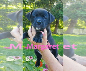 Mutt Dogs for adoption in Evansville, IN, USA