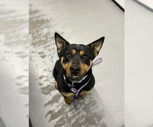 Rottweiler Dogs for adoption in Chandler, AZ, USA
