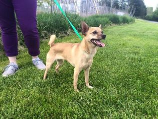 Chihuahua Dogs for adoption in Lewisburg, WV, USA