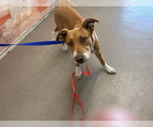 Labrador Retriever-Unknown Mix Dogs for adoption in San Bernardino, CA, USA