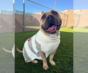 Mutt Dogs for adoption in Chula Vista, CA, USA
