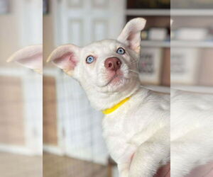 Siberian Husky Dogs for adoption in Matawan, NJ, USA