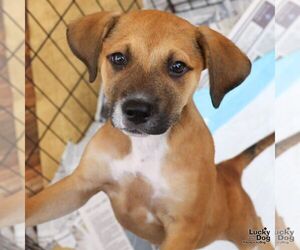 Retriever -Unknown Mix Dogs for adoption in Washington, DC, USA