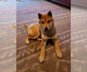 Shiba Inu Dogs for adoption in CORNING, NY, USA