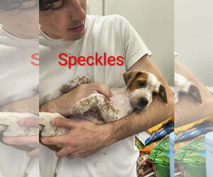 Beagle-Unknown Mix Dogs for adoption in Stover, MO, USA