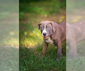 American Pit Bull Terrier Dogs for adoption in Belleville, IL, USA