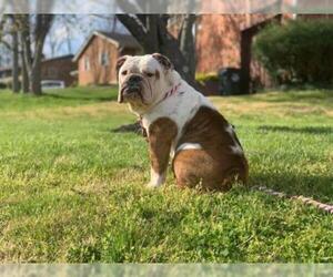 Bulldog Dogs for adoption in Germantown, OH, USA
