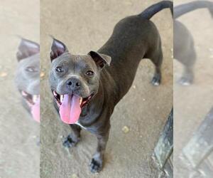 American Pit Bull Terrier Dogs for adoption in Riverside, CA, USA